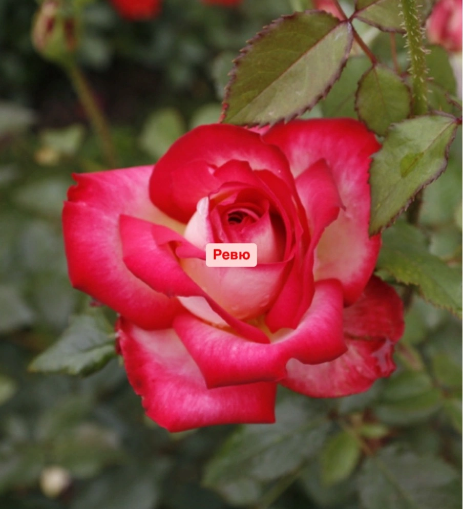 Ревю