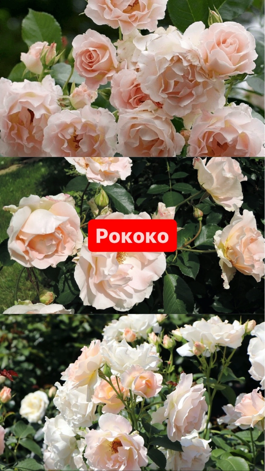 Рококо