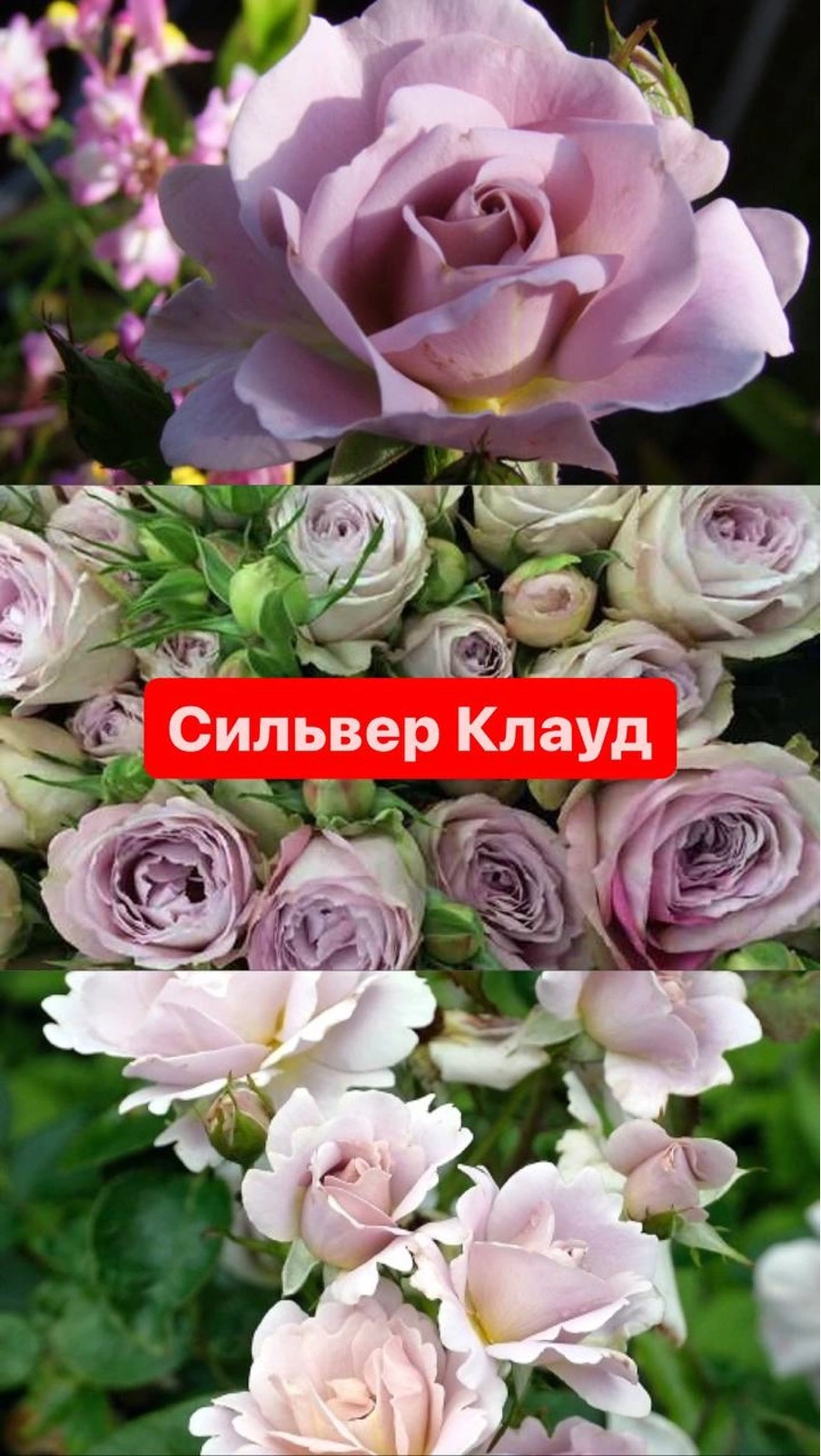 Сильвер Клауд
