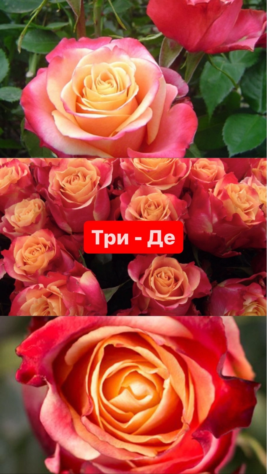 Три-Де