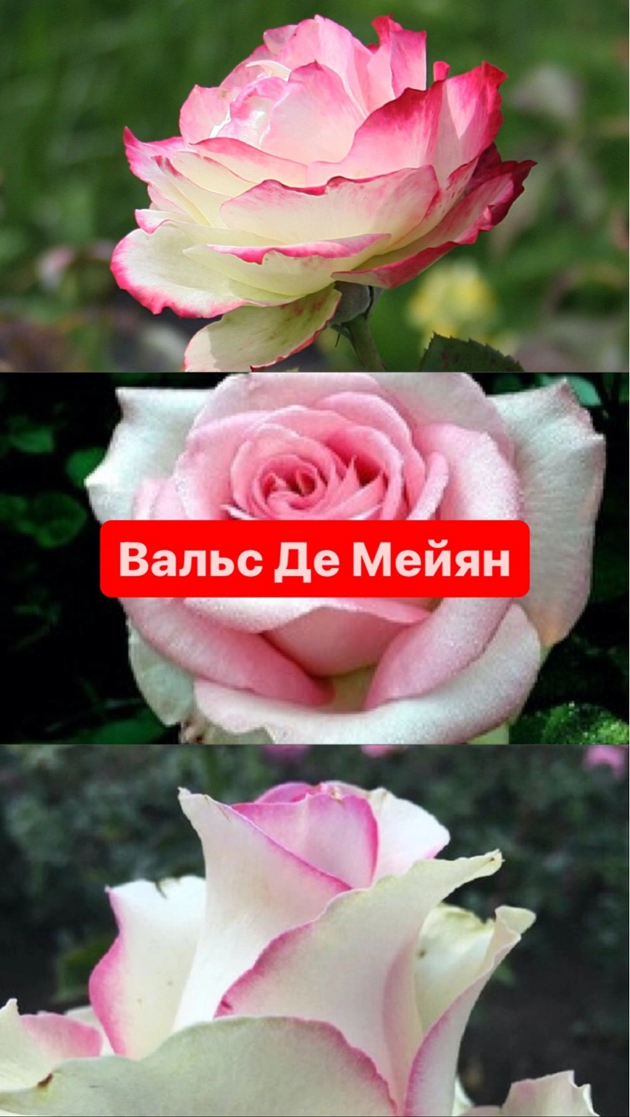 Вальс Де Мейян