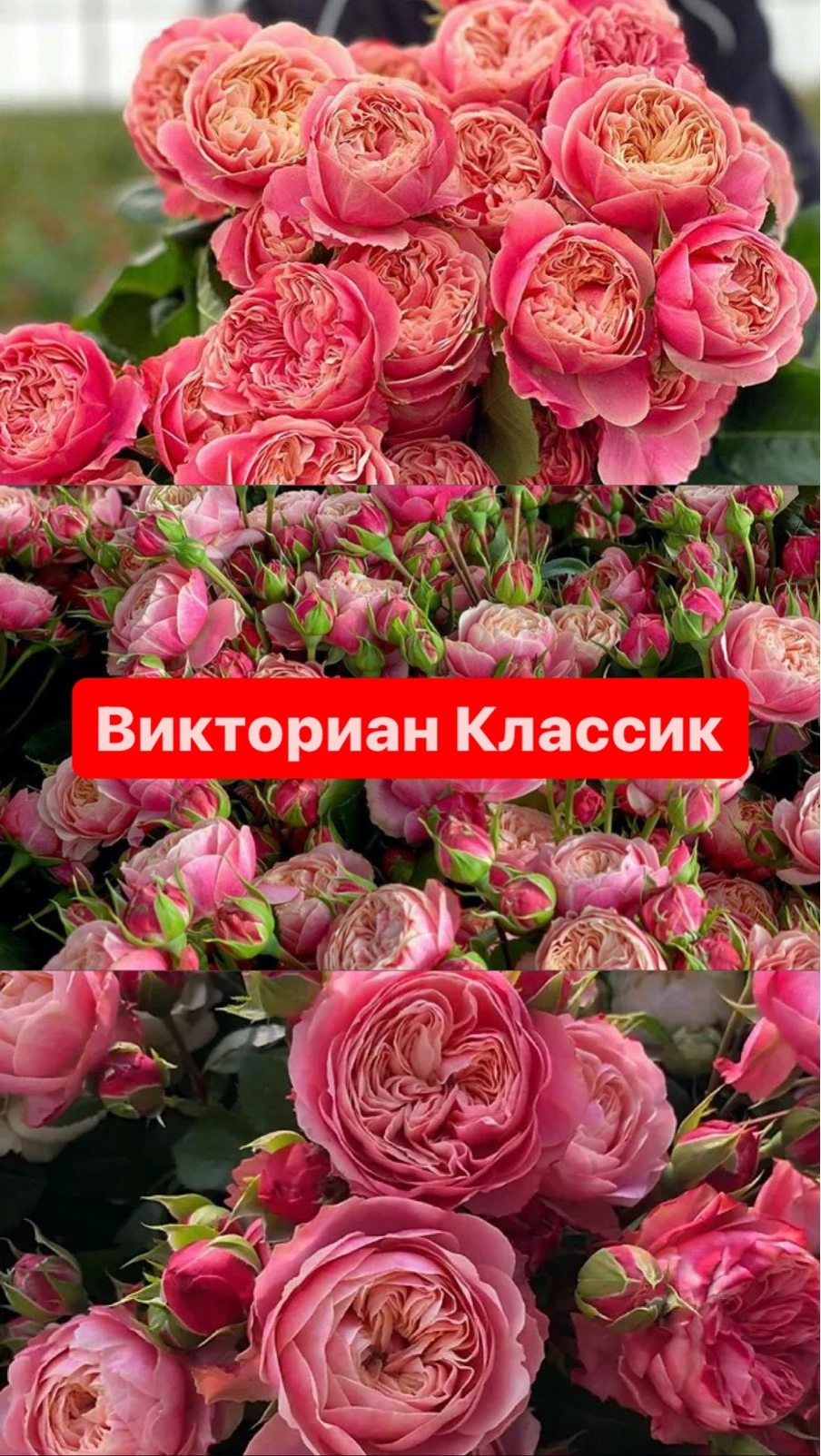 Викториан Классик