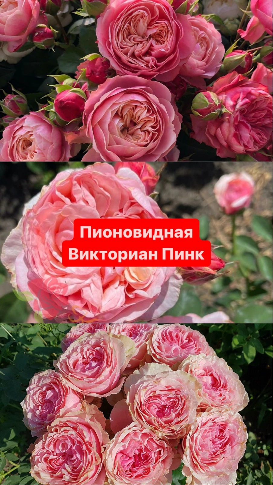 Викториан Пинк