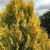 Туя 'Yellow Ribbon'